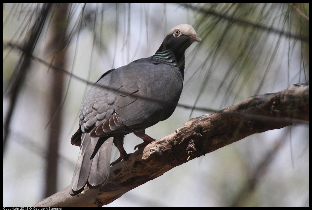 0224-094918-01.jpg - White-crowned Pigeon