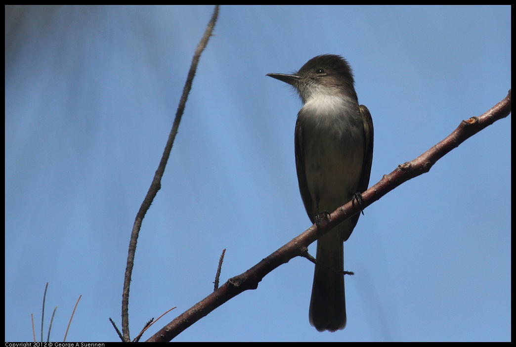 0224-095504-01.jpg - La Sagra's Flycatcher