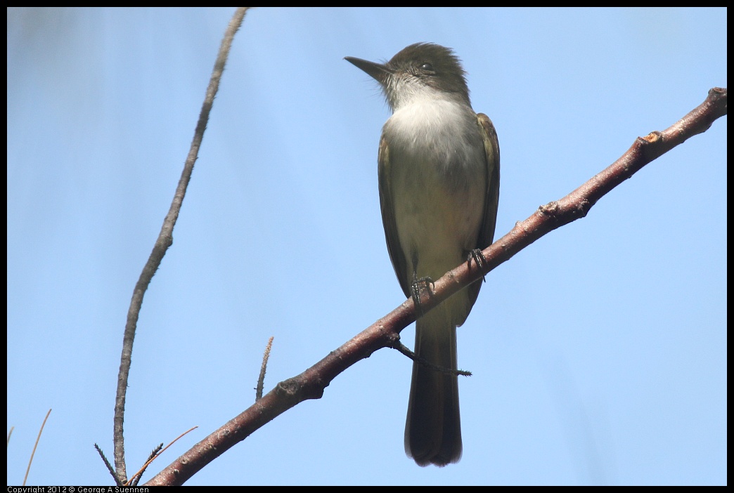 0224-095504-03.jpg - La Sagra's Flycatcher