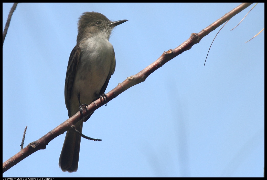 0224-095514-01.jpg - La Sagra's Flycatcher