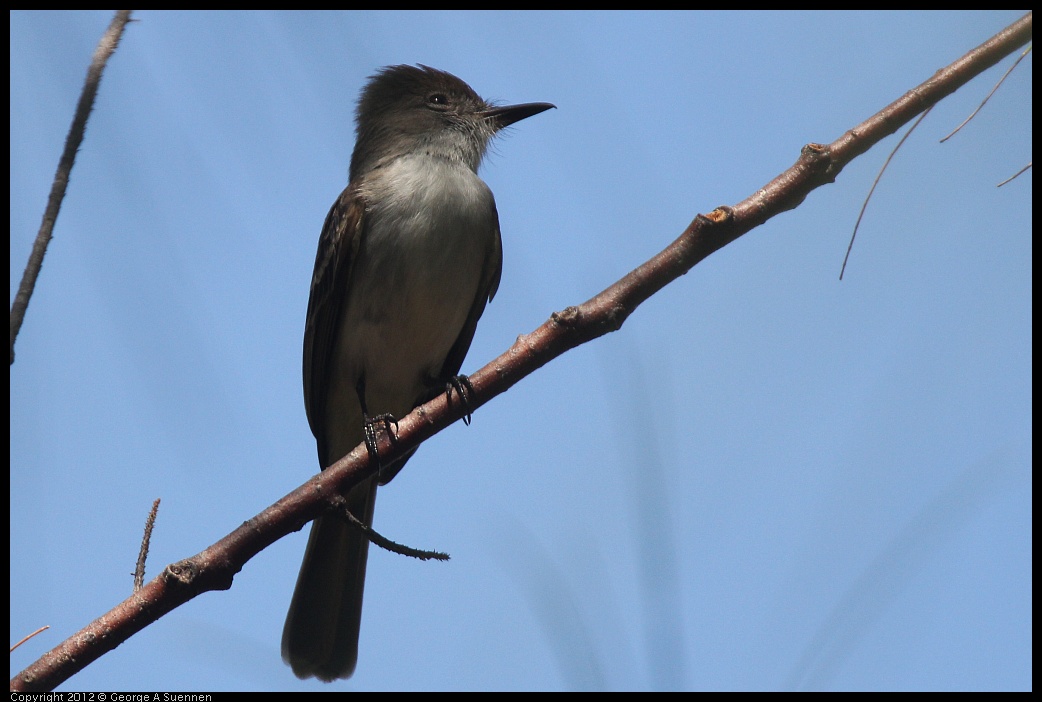 0224-095514-05.jpg - La Sagra's Flycatcher