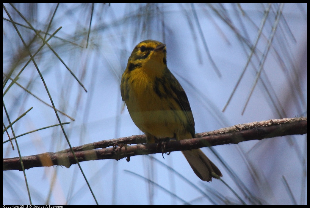 0224-095529-01.jpg - Prairie Warbler