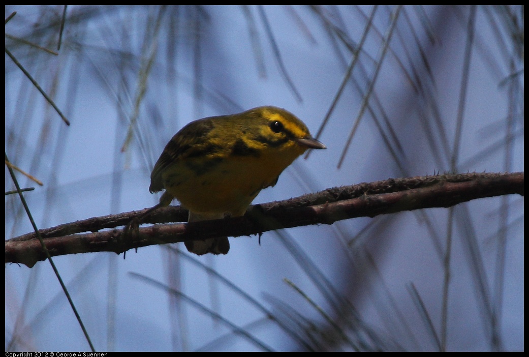 0224-095530-02.jpg - Prairie Warbler