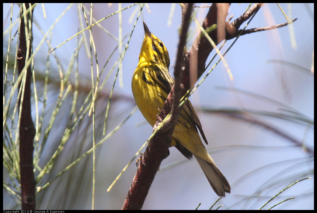 0224-095539-01.jpg - Prairie Warbler