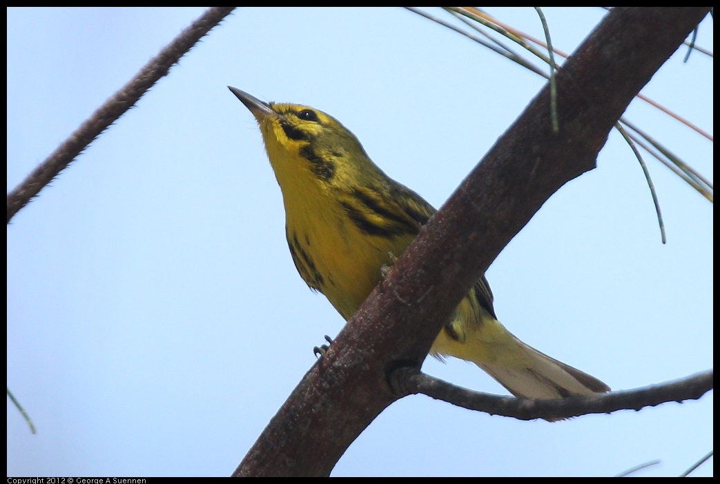 0224-095602-02.jpg - Prairie Warbler