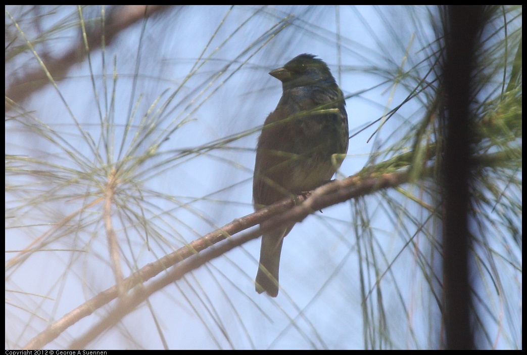 0224-095702-01.jpg - Indigo Bunting