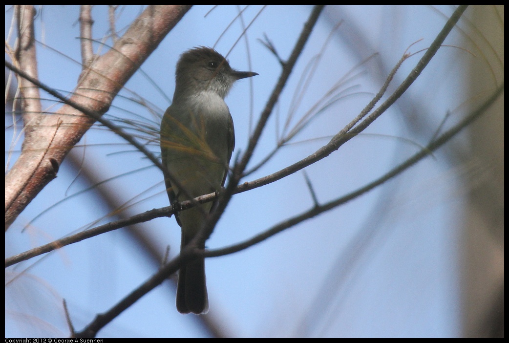 0224-095742-01.jpg - La Sagra's Flycatcher