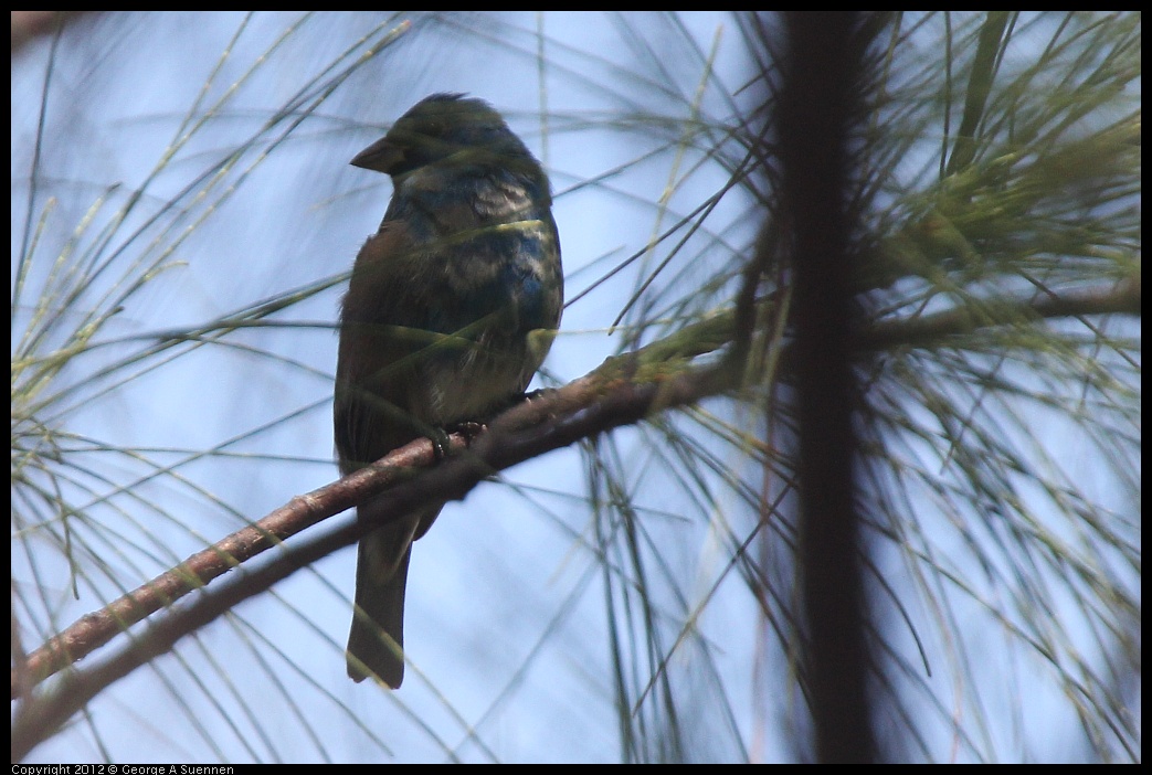 0224-095818-01.jpg - Indigo Bunting