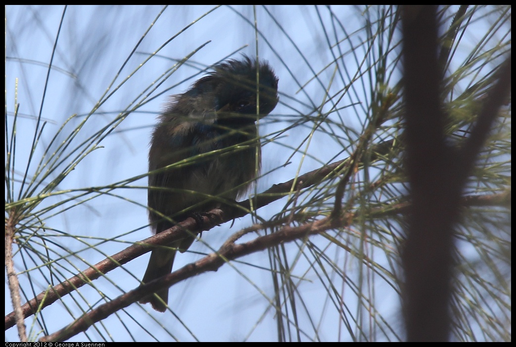 0224-100113-01.jpg - Indigo Bunting