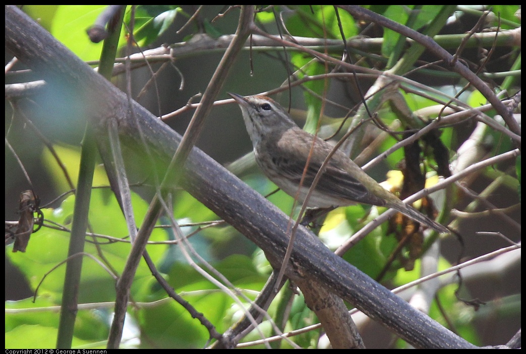 0224-101804-01.jpg - Palm Warbler