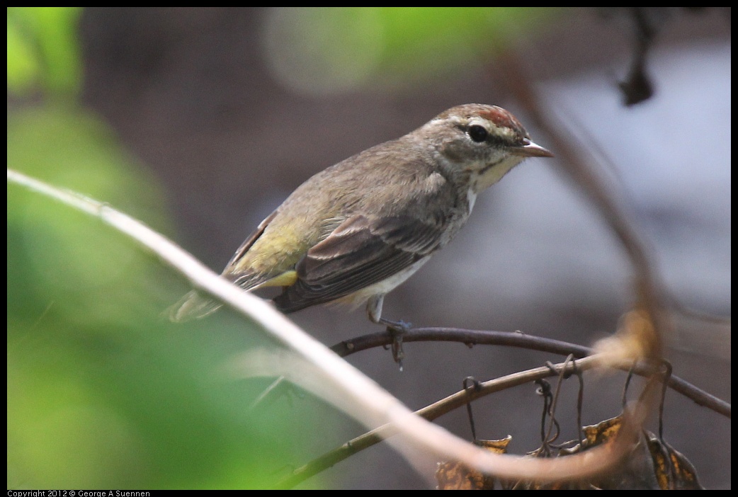 0224-101918-01.jpg - Palm Warbler