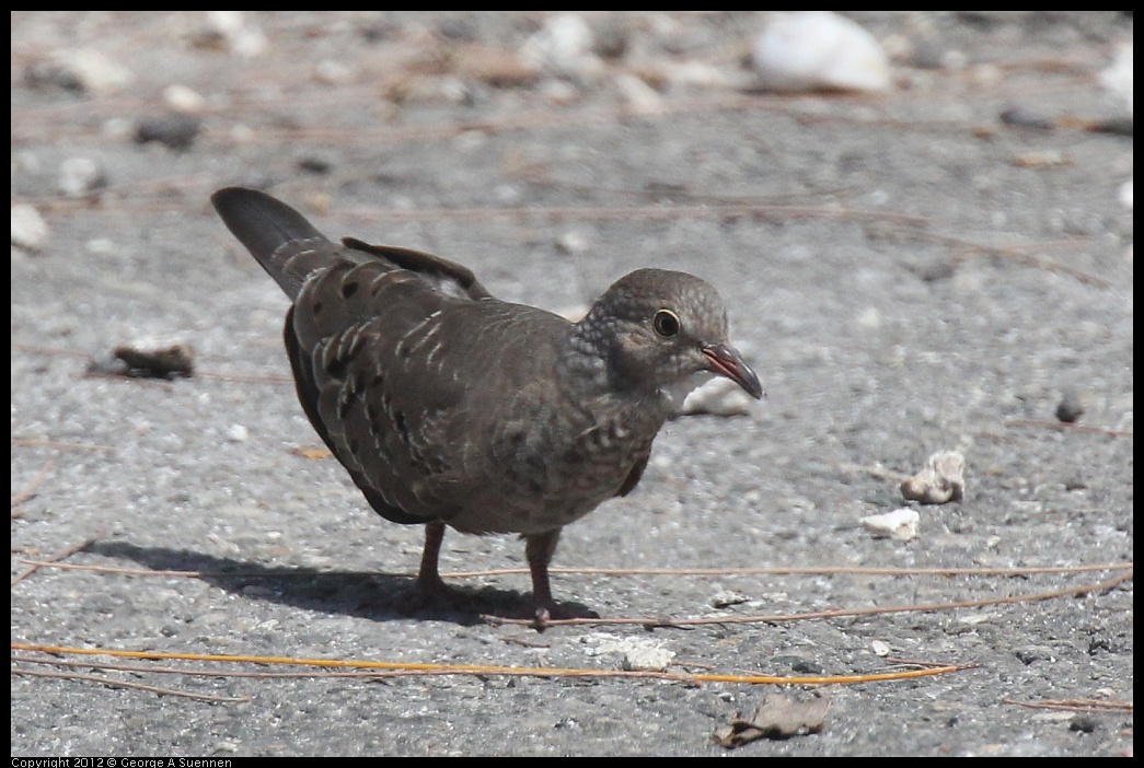 0224-102615-02.jpg - Common Ground-Dove