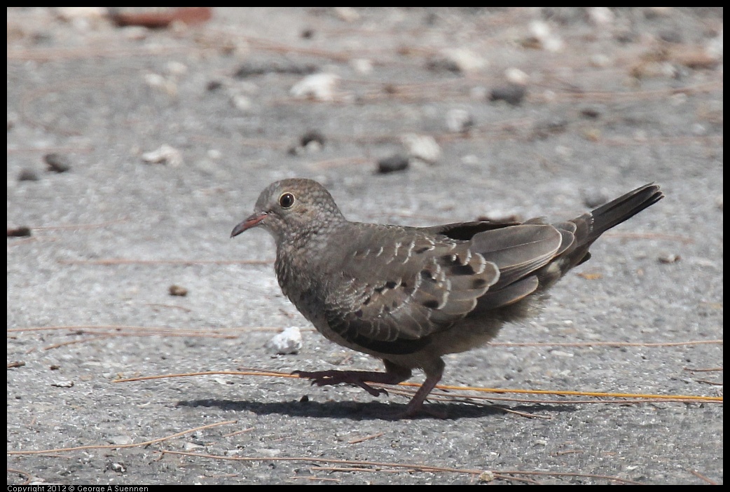 0224-102617-01.jpg - Common Ground-Dove