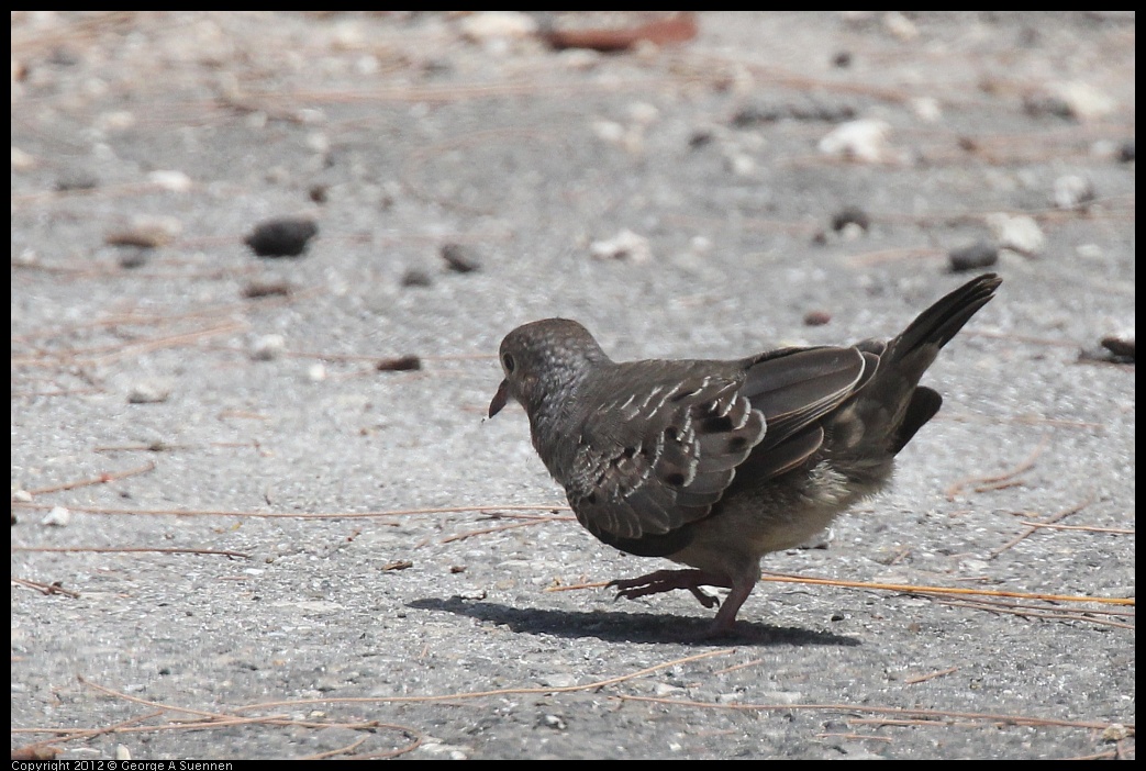 0224-102617-04.jpg - Common Ground-Dove