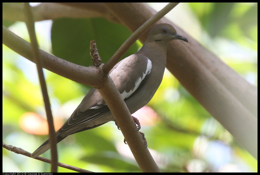 0224-102815-01.jpg - White-winged Dove