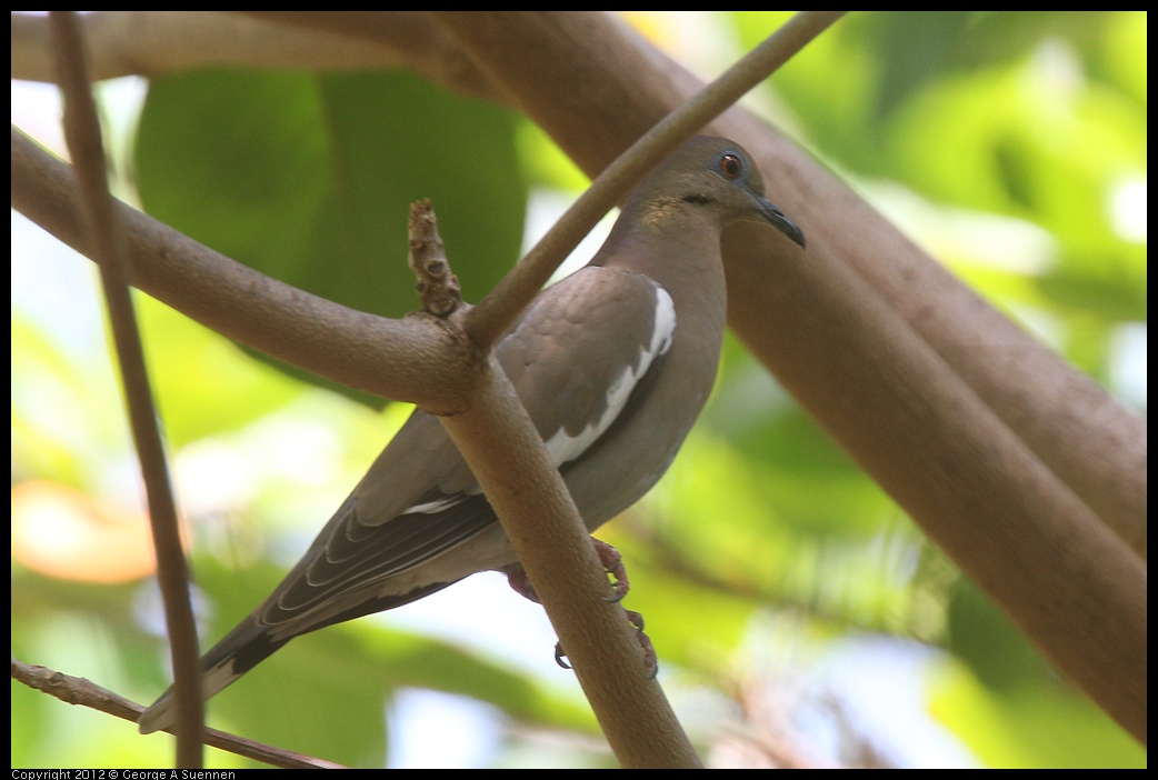 0224-102817-03.jpg - White-winged Dove