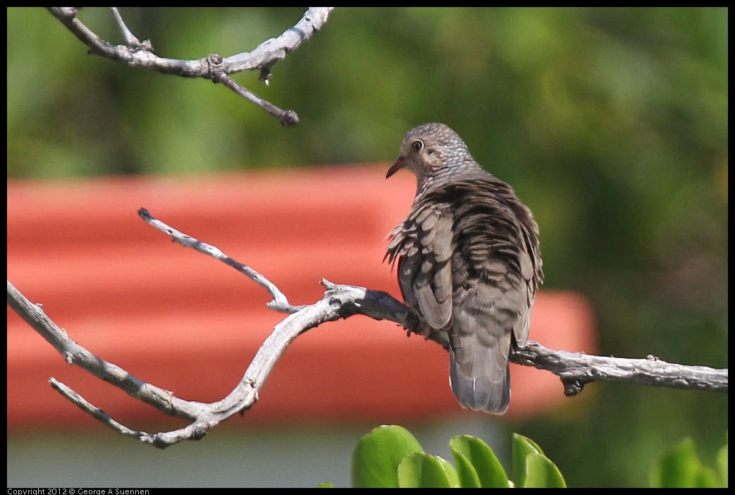 0224-105333-03.jpg - Common Ground-Dove