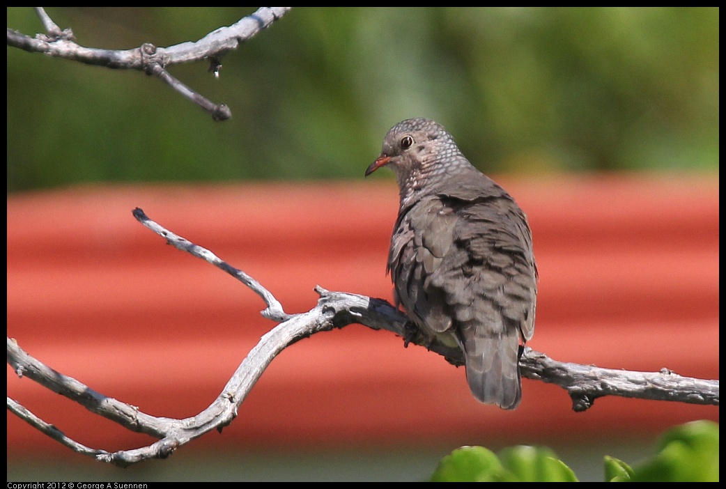 0224-105401-01.jpg - Common Ground-Dove