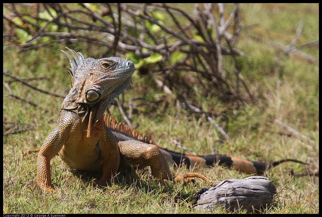 0224-110521-01.jpg - Iguana