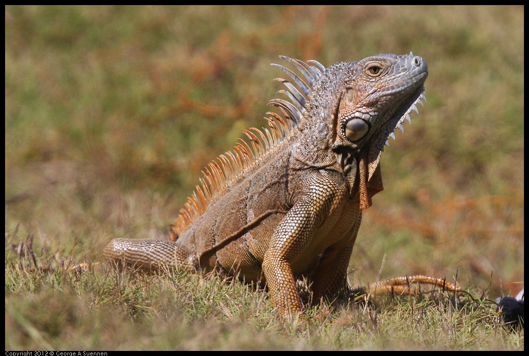 0224-110536-02.jpg - Iguana