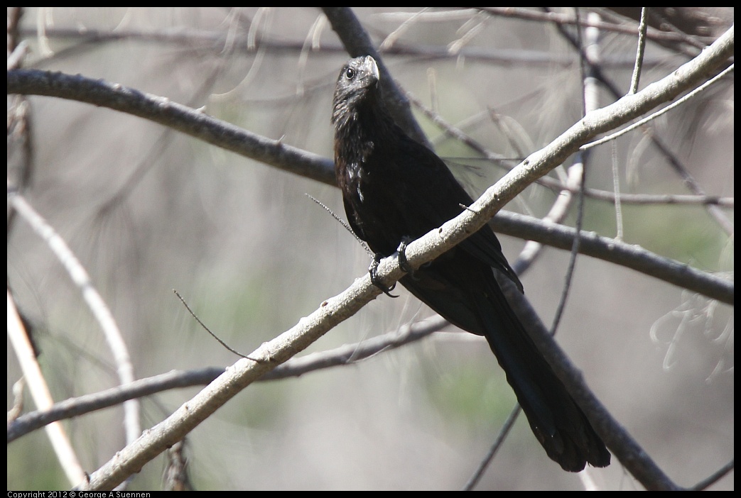 0224-110853-01.jpg - Smooth-billed Ani