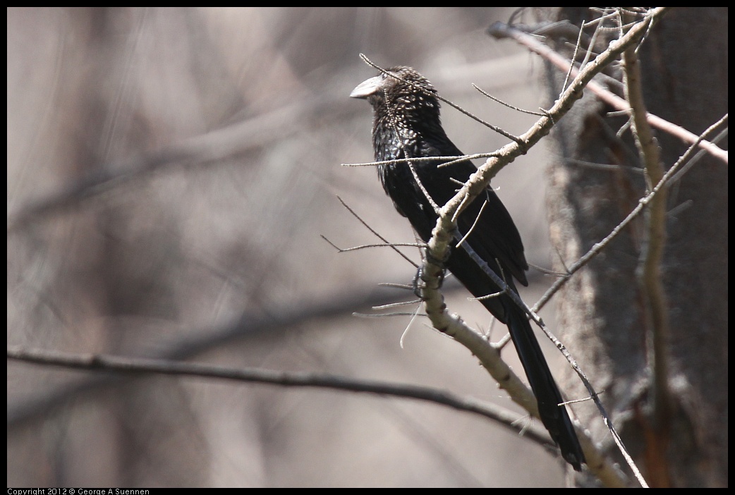 0224-110908-02.jpg - Smooth-billed Ani