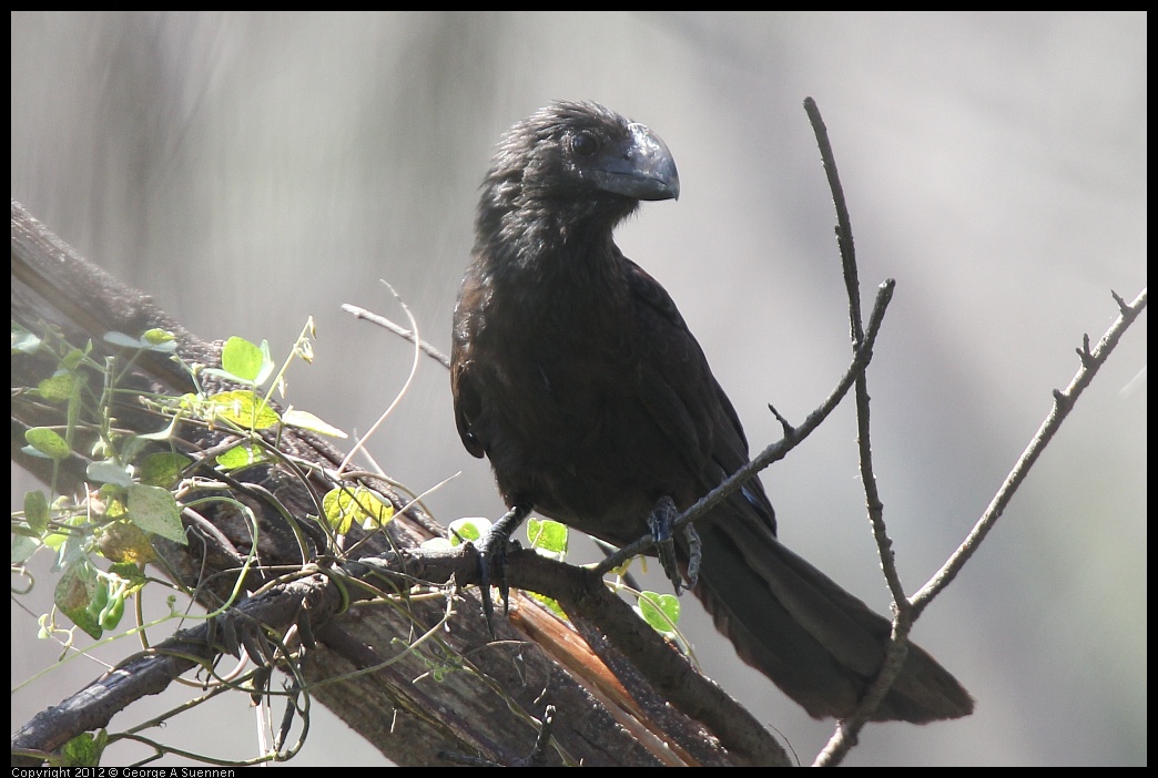 0224-112056-01.jpg - Smooth-billed Ani