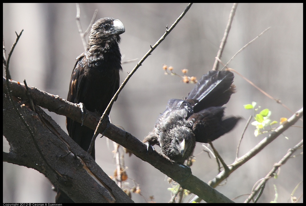 0224-112103-03.jpg - Smooth-billed Ani