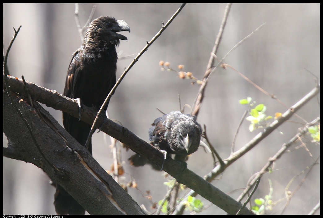 0224-112103-04.jpg - Smooth-billed Ani