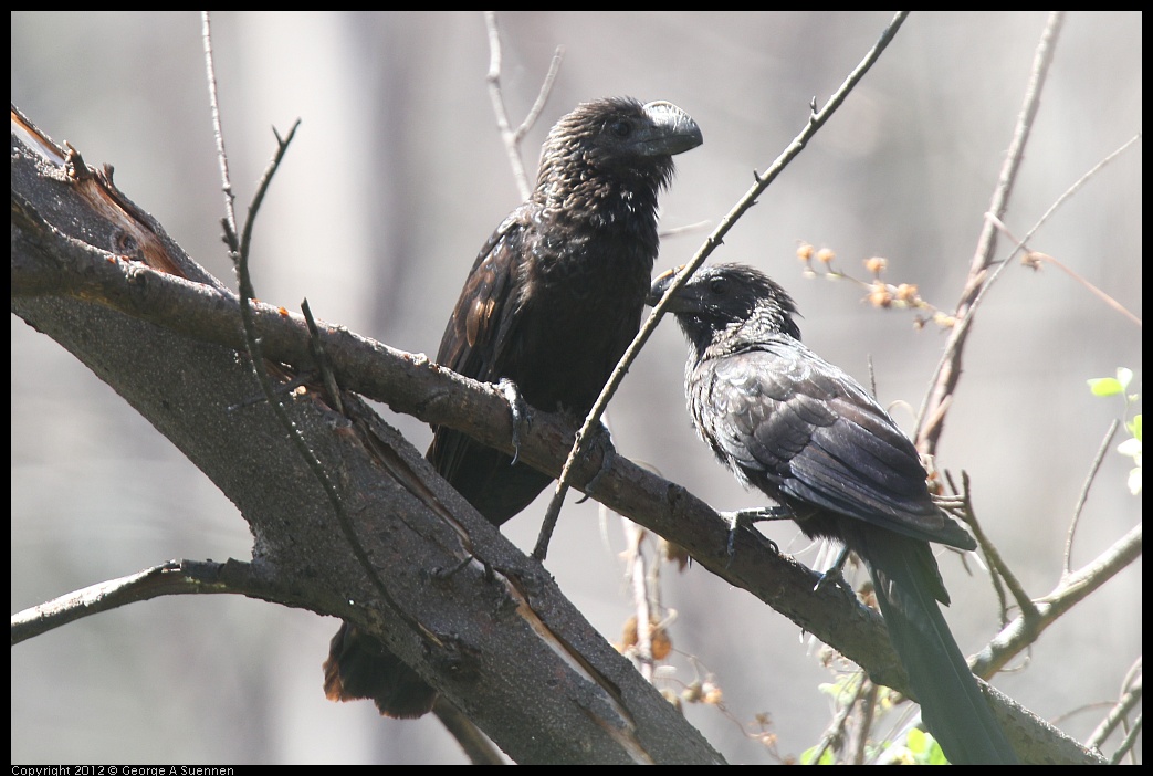 0224-112111-02.jpg - Smooth-billed Ani