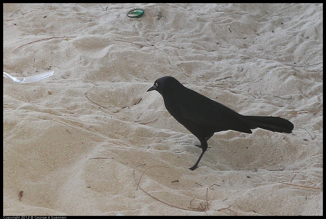 0224-114205-01.jpg - Common Grackle