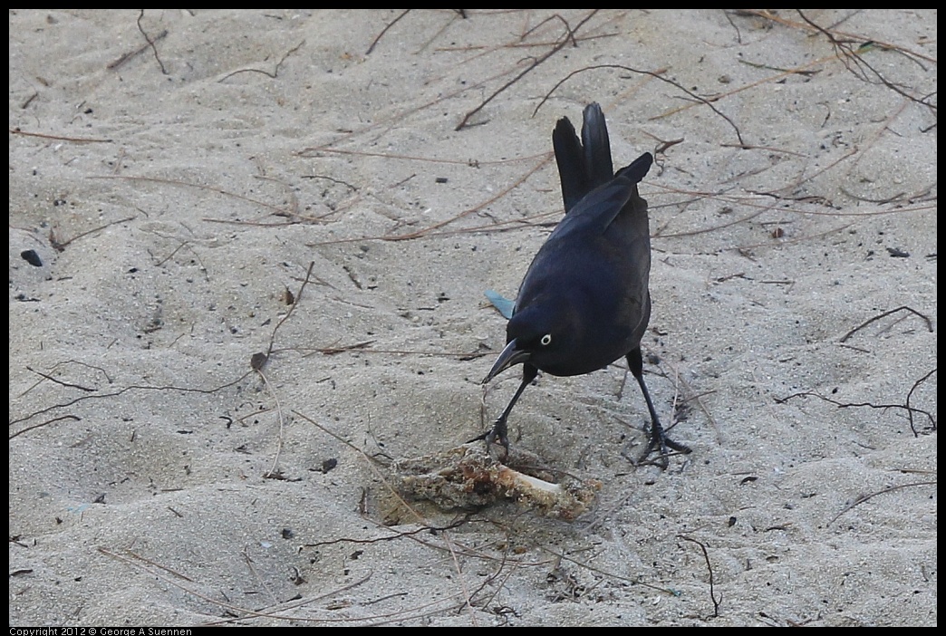 0224-114222-02.jpg - Common Grackle