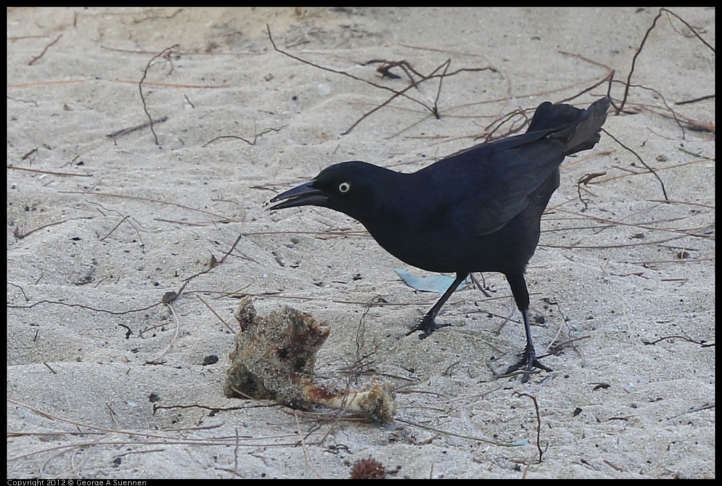 0224-114231-02.jpg - Common Grackle