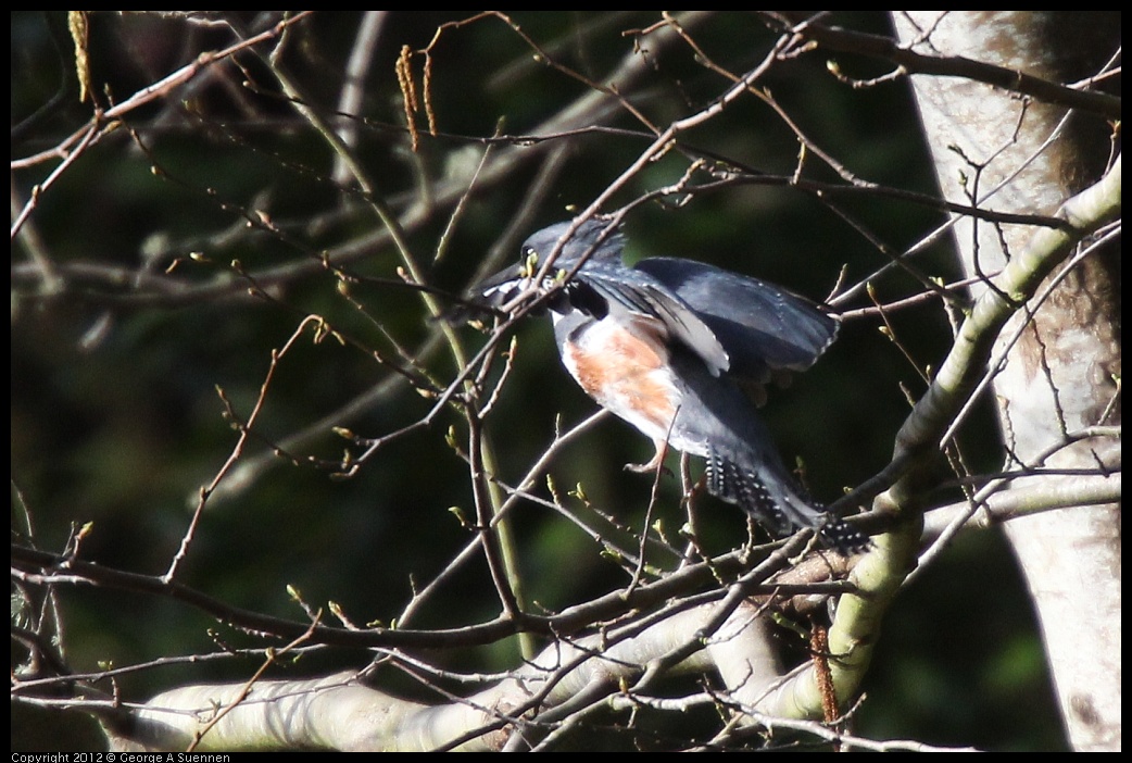 0228-091823-04.jpg - Belted Kingfisher