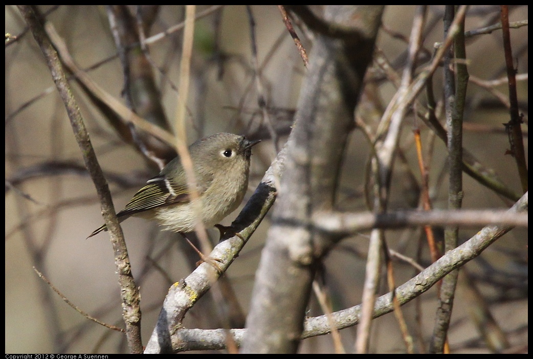 0228-092340-01.jpg - Rudy-crowned Kinglet