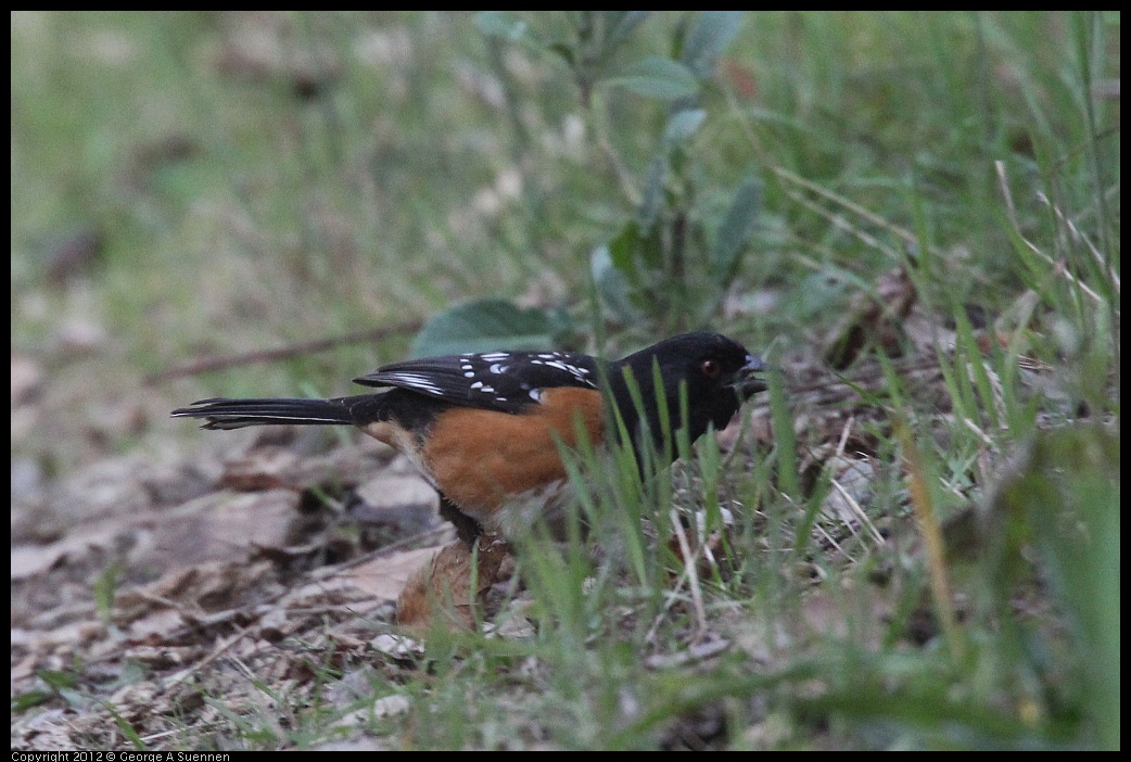 0228-092403-01.jpg - Spotted Towhee