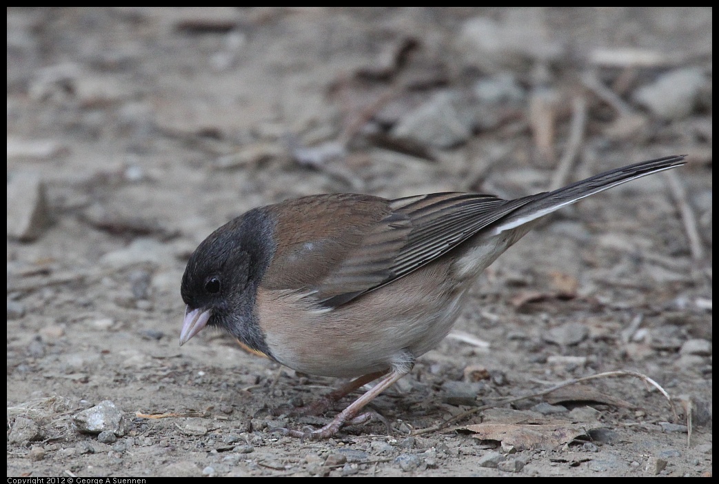 0228-092445-03.jpg - Dark-eyed Junco