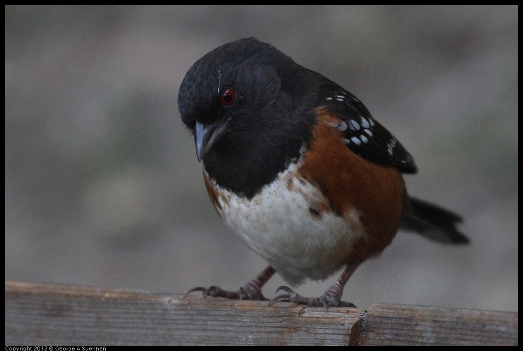 0228-092513-03.jpg - Spotted Towhee