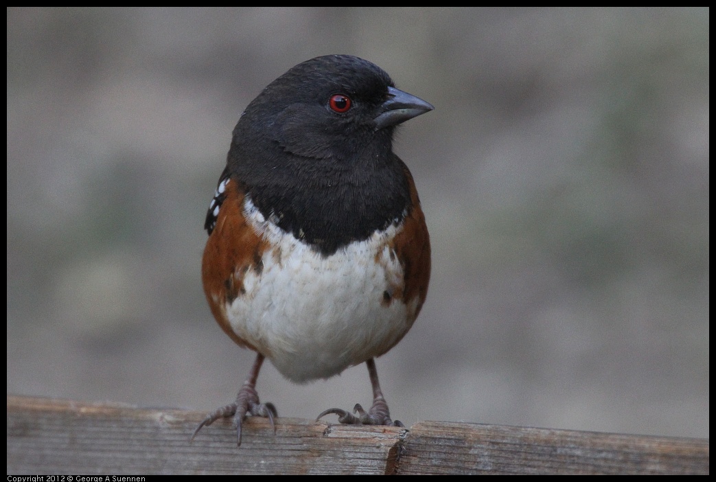 0228-092514-03.jpg - Spotted Towhee