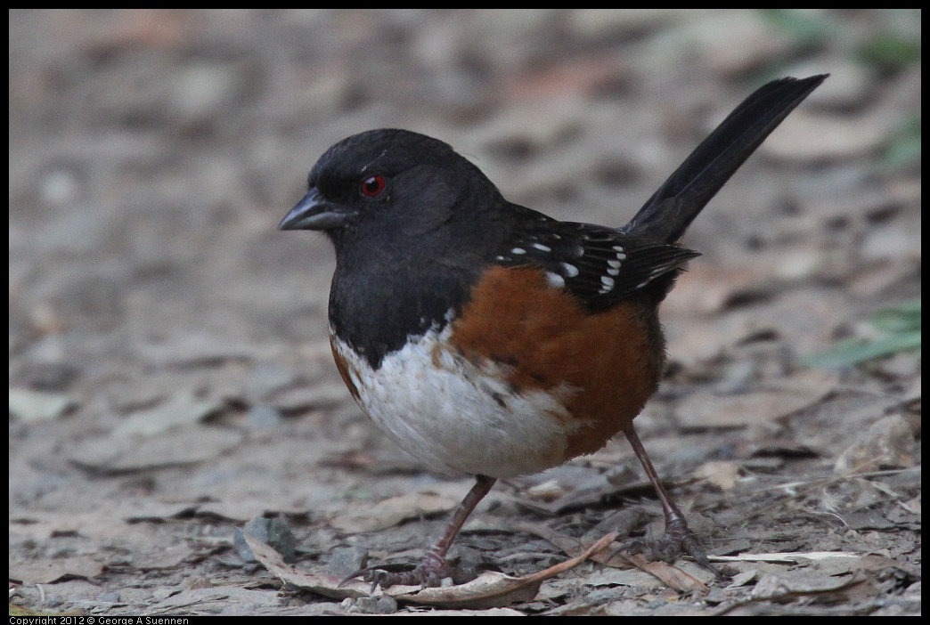 0228-092540-01.jpg - Spotted Towhee