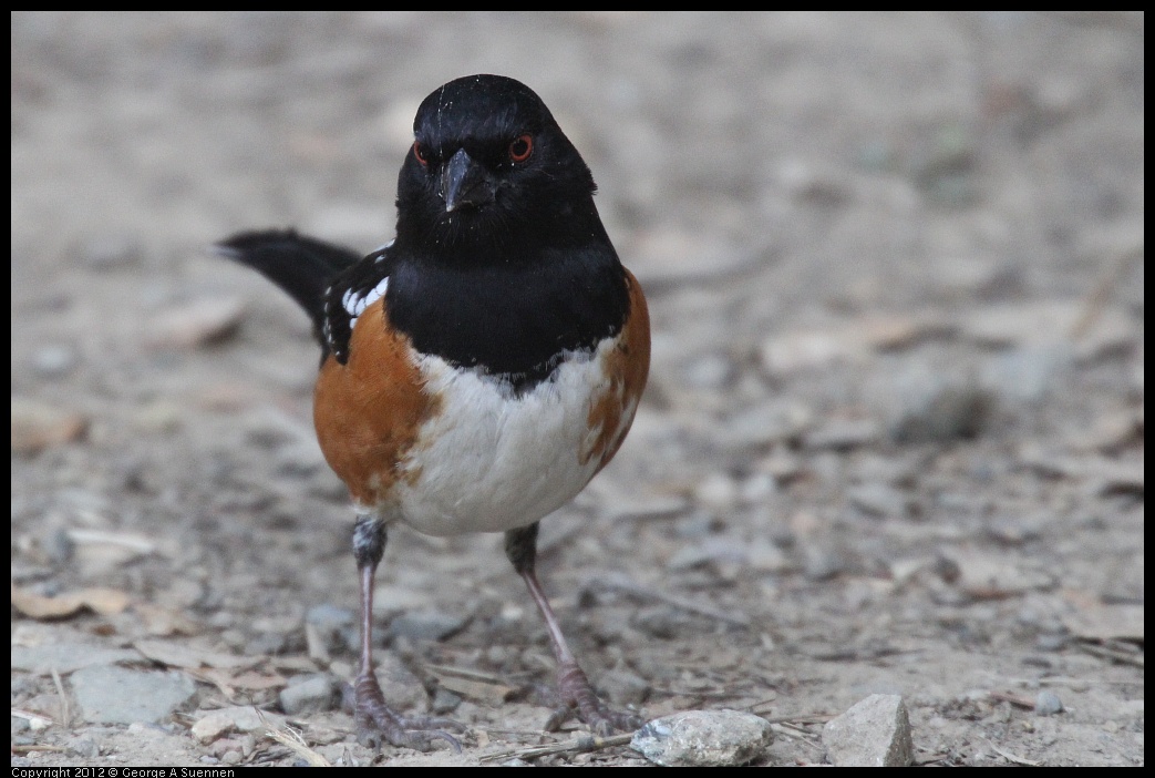 0228-092606-01.jpg - Spotted Towhee