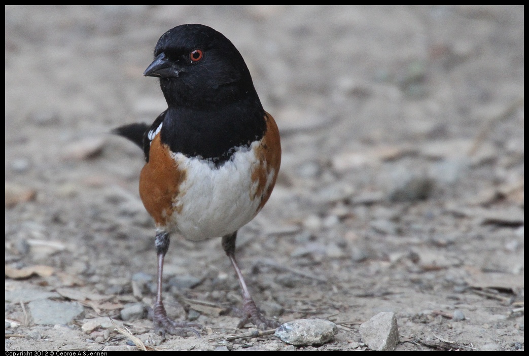 0228-092606-02.jpg - Spotted Towhee