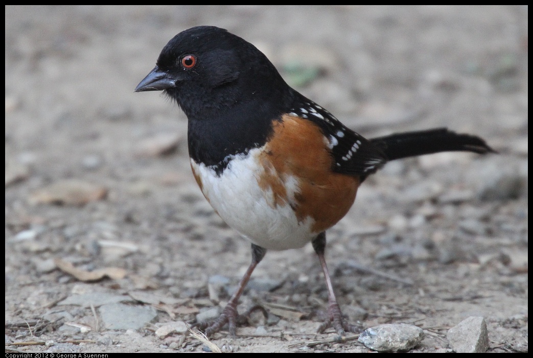 0228-092606-05.jpg - Spotted Towhee