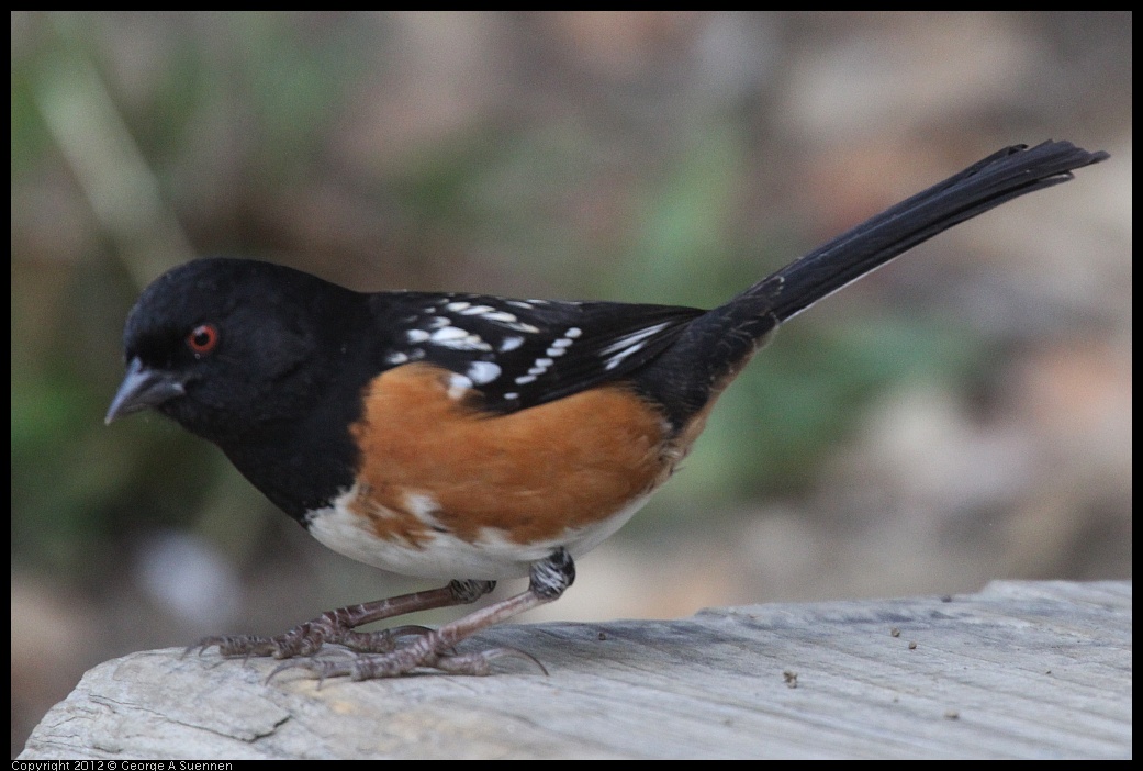 0228-092615-03.jpg - Spotted Towhee