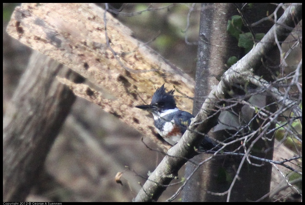 0228-092915-01.jpg - Belted Kingfisher