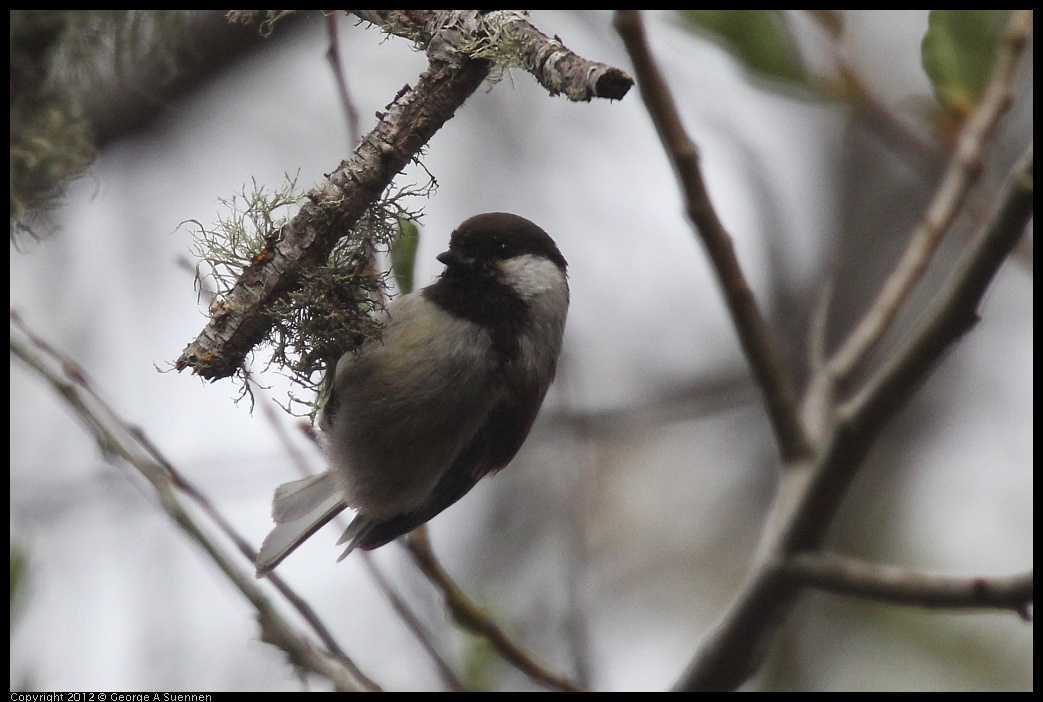 0228-095012-01.jpg - Chestnut-backed Chickadee