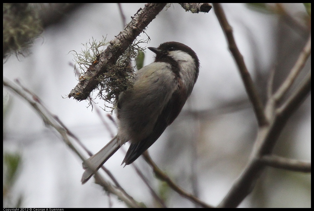 0228-095012-03.jpg - Chestnut-backed Chickadee