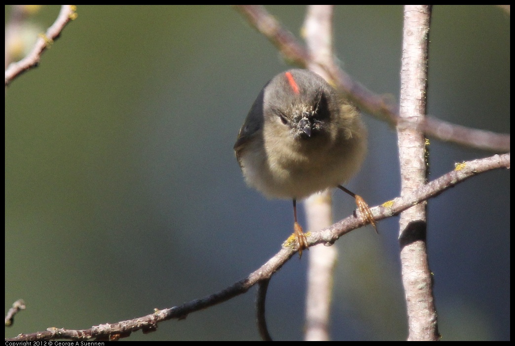 0302-091625-04.jpg - Ruby-crowned Kinglet