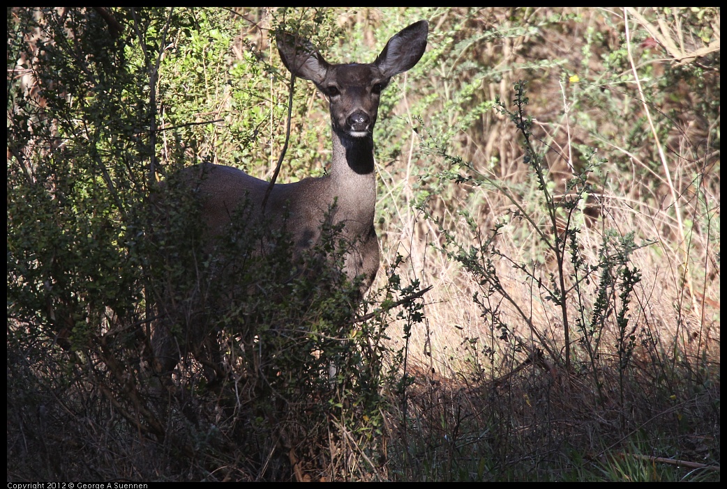 0302-092120-01.jpg - Deer