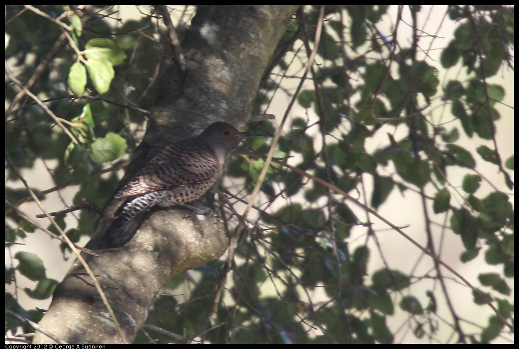 0302-092604-01.jpg - Northern Flicker